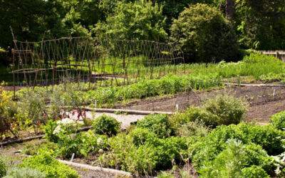 Der Selbstversorger Garten – Frisch geerntetes Obst und Gemüse