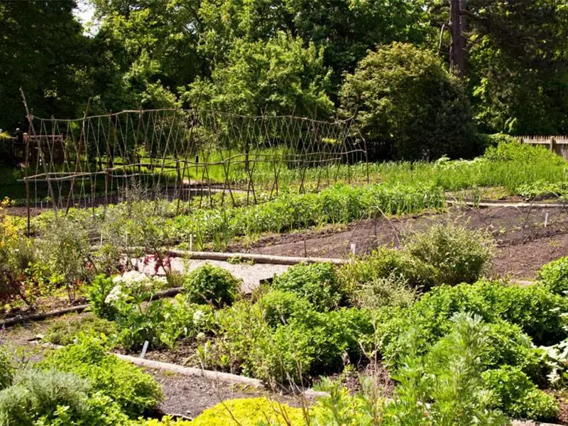 Selbstversorger-Garten